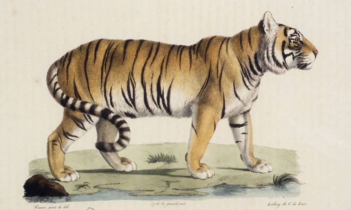 La chasse au tigre mangeur d hommes aux Indes britanniques